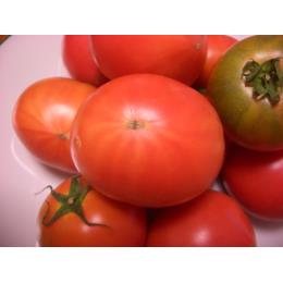 高知県仁淀川　よしこさんトマト（てっぺんトマト規格外品）フルーツトマト