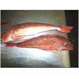 青森産【金頭】刺身、煮物にオススメ。上品な味な魚