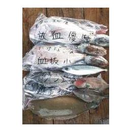 愛媛･今治産【産地直送厳選  鮮魚セット】神経〆の職人技が光ります！