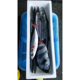 高知・土佐清水産【厳選鮮魚セット１】黒潮がもたらす豊かな恵み