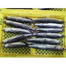 和歌山産【トビウオ】魚本来の味が楽しめるので刺身がオススメ